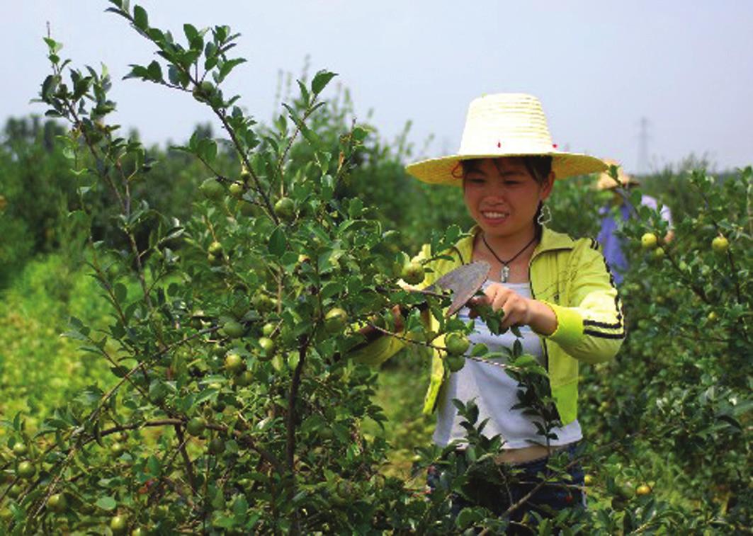 大源乡渡蛟村村民正在对油茶树进行整枝剪修--云和新闻网